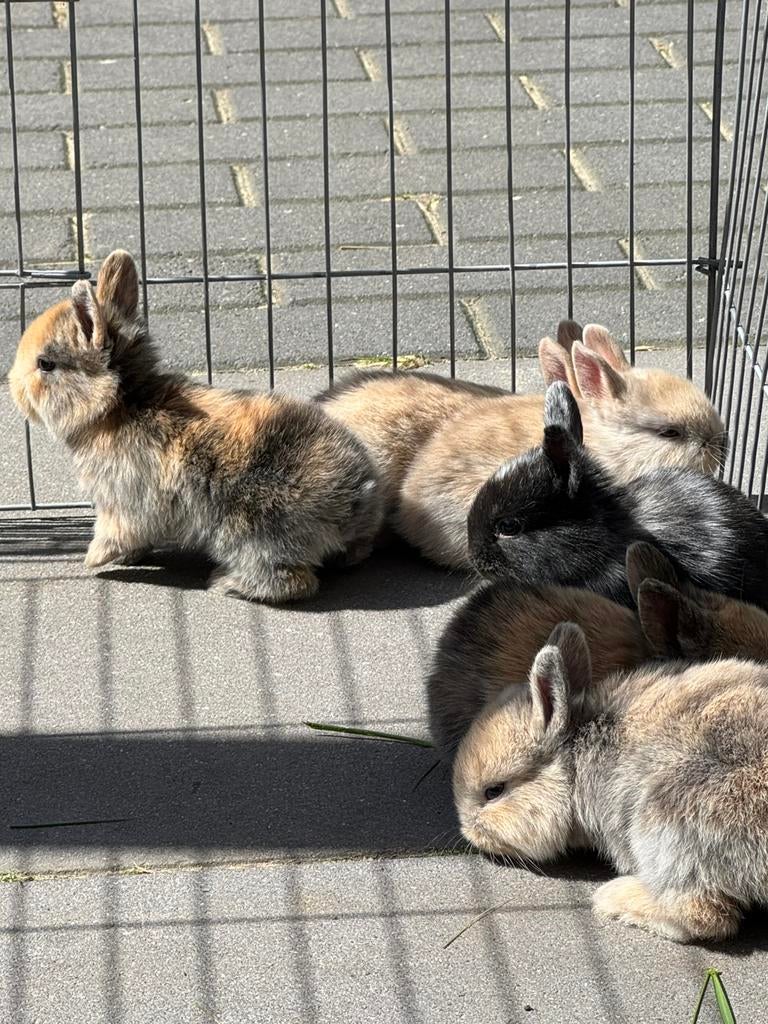Babykonijntjes - lichte en wat donkerdere, Meerdere dieren, Dwerg