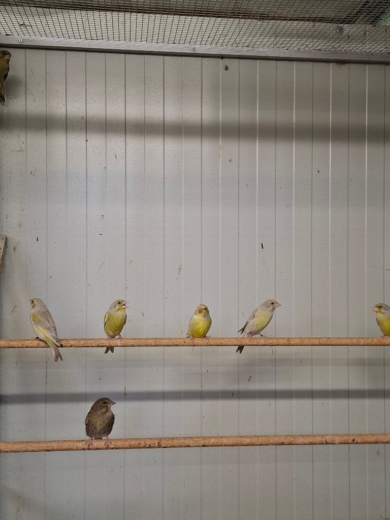 Groenlingen, diverse kleuren, Meerdere dieren, Wildzangvogel, Geringd