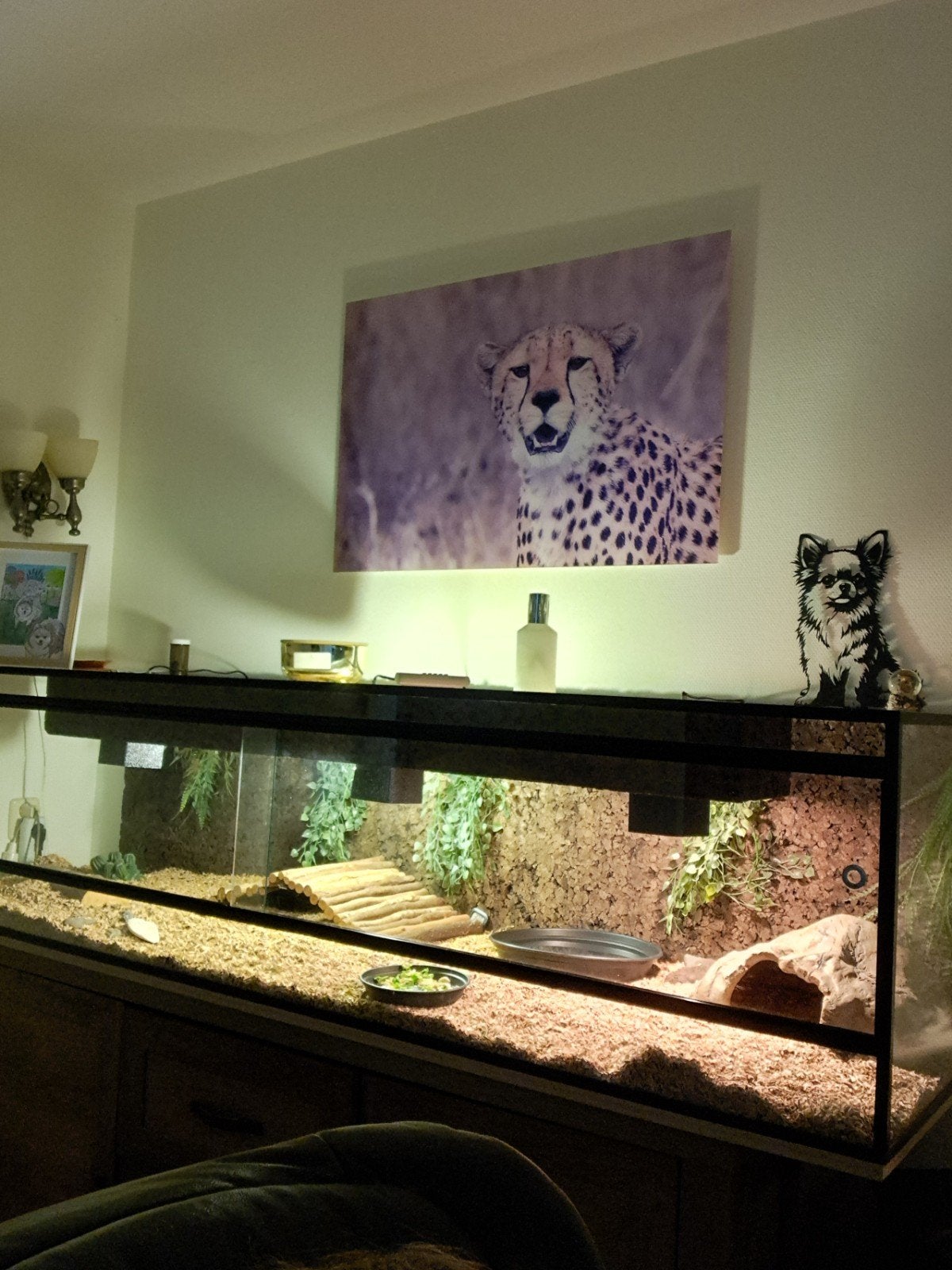 tekoop terrariumbak, Dieren en Toebehoren, Ophalen, Zo goed als nieuw, Terrarium of Paludarium