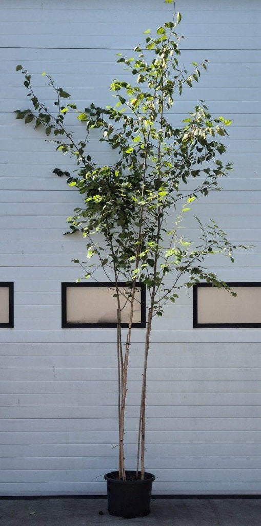 Betula utilis 'Jacquemontii', Overige soorten, Lente, 250 tot 400 cm, Ophalen