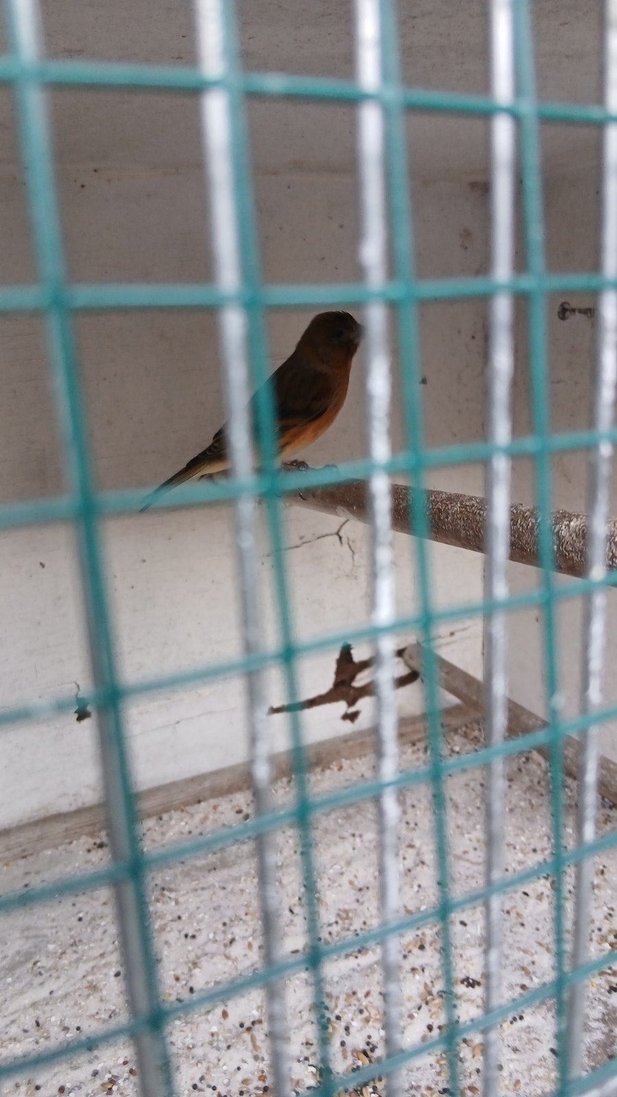 Bastaard zwartkopsijs man, Mannelijk, Tropenvogel, Geringd