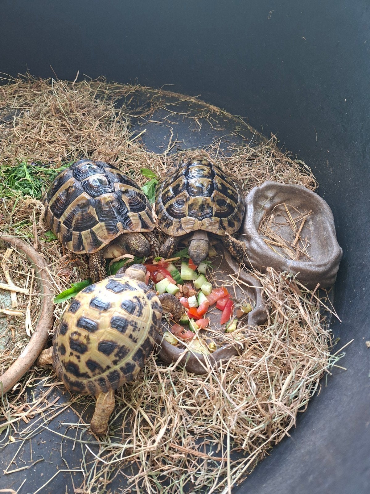 Eieren landschildpad gevraagd Tortoise - unknown for sale from Ton