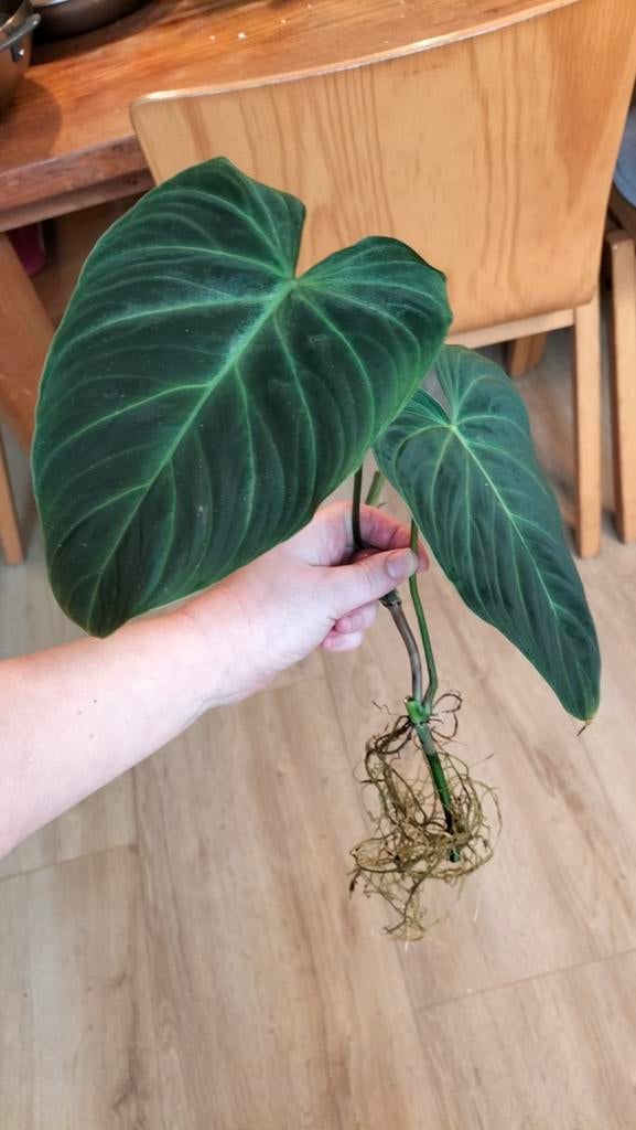 Philodendron Splendid, stek met 2 bladeren en wortels, Huis en Inrichting, Kamerplanten, Ophalen, Overige soorten, Halfschaduw
