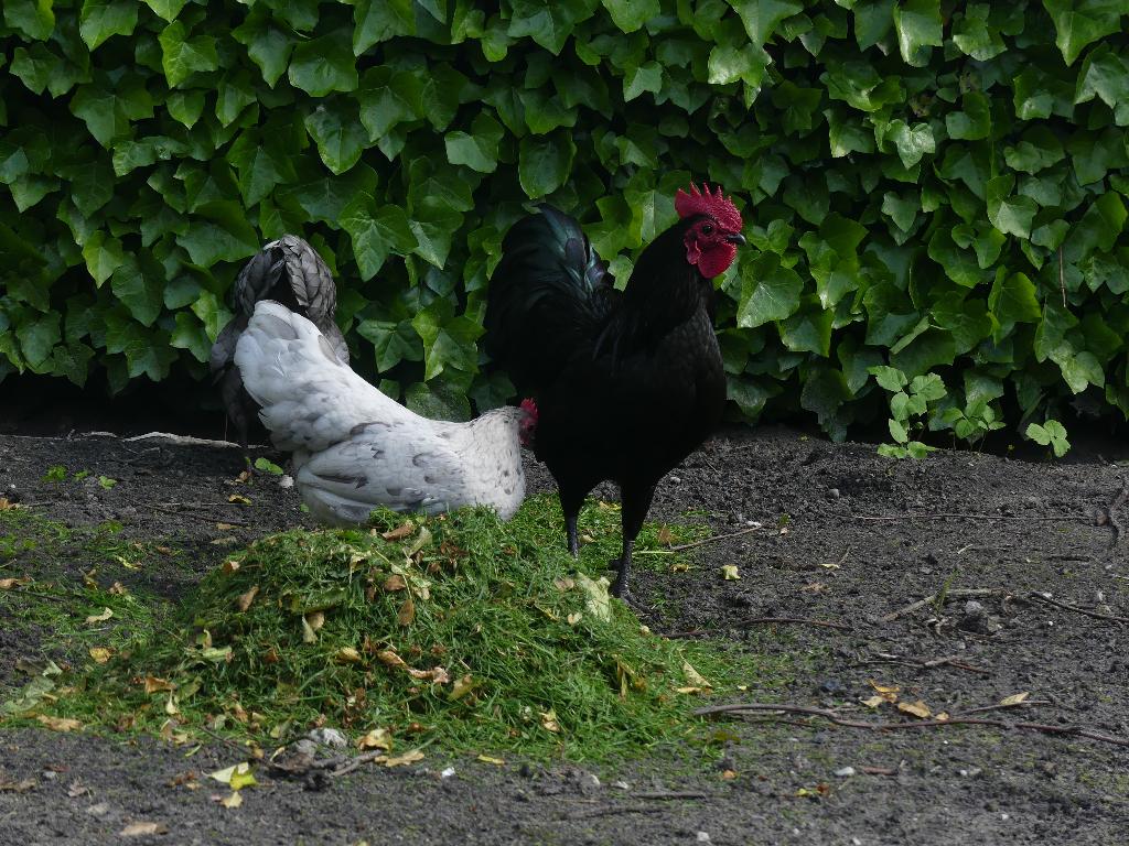 Australorp kriel-haan, Dieren en Toebehoren, Pluimvee, Mannelijk, Kip