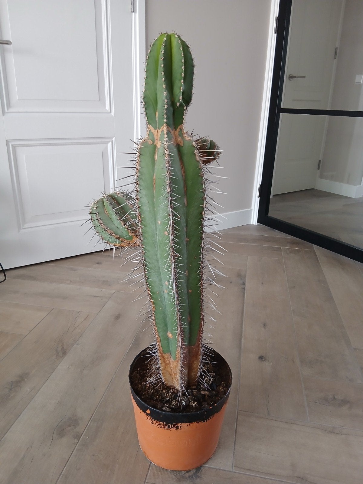 Cactus 90 cm., Huis en Inrichting, Kamerplanten, Ophalen