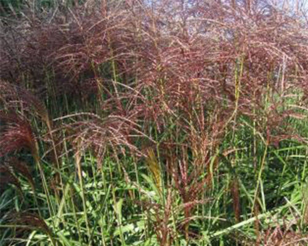 Prachtriet 'Malepartus' in 5 liter pot €3,00 p/st, Tuin en Terras, Planten | Tuinplanten, Ophalen, Volle zon, Vaste plant, Siergrassen