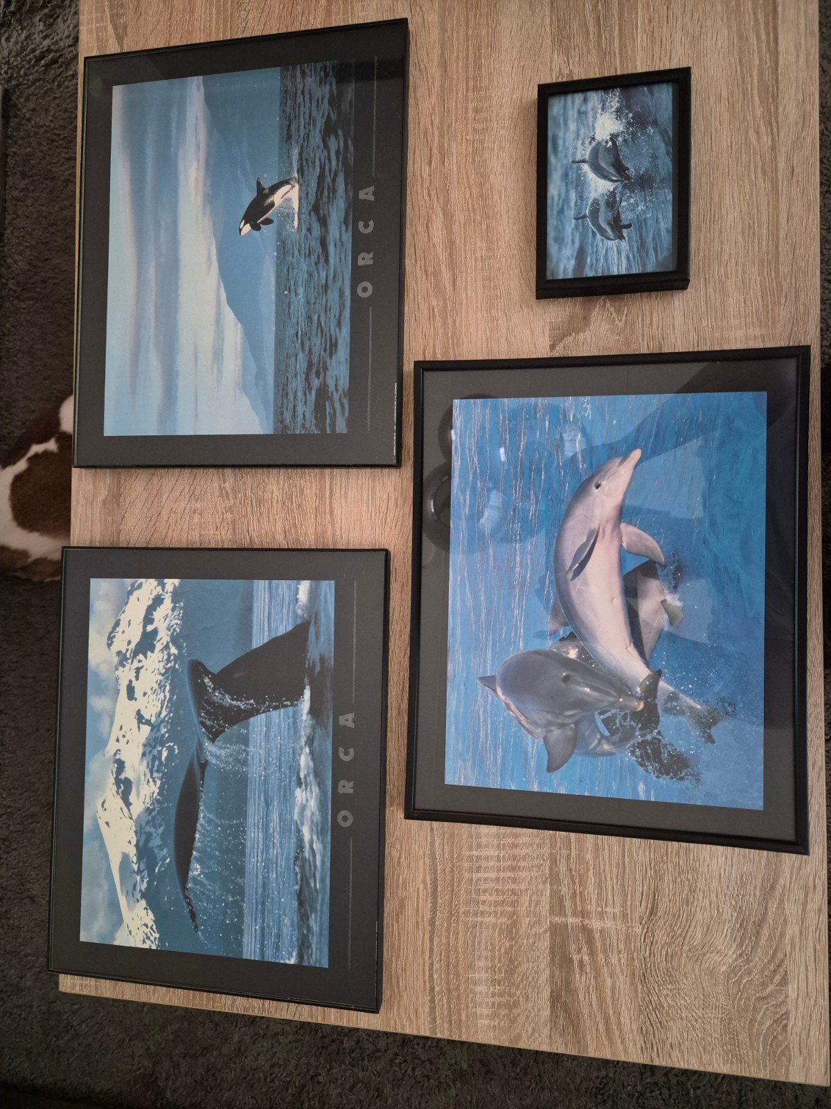 Te koop 4 schilderijen van orka's en dolfijnen, Ophalen of Verzenden