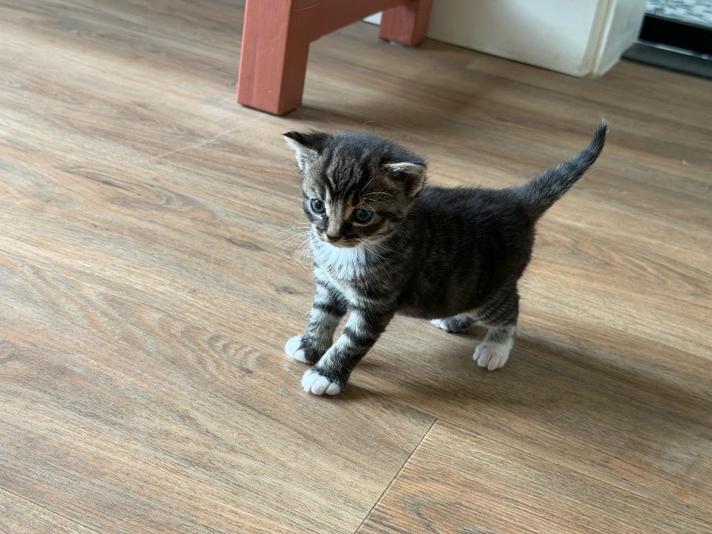 Cyperse boerderij kittens., Dieren en Toebehoren, Katten en Kittens | Overige Katten, Meerdere dieren, Kortharig, 0 tot 2 jaar