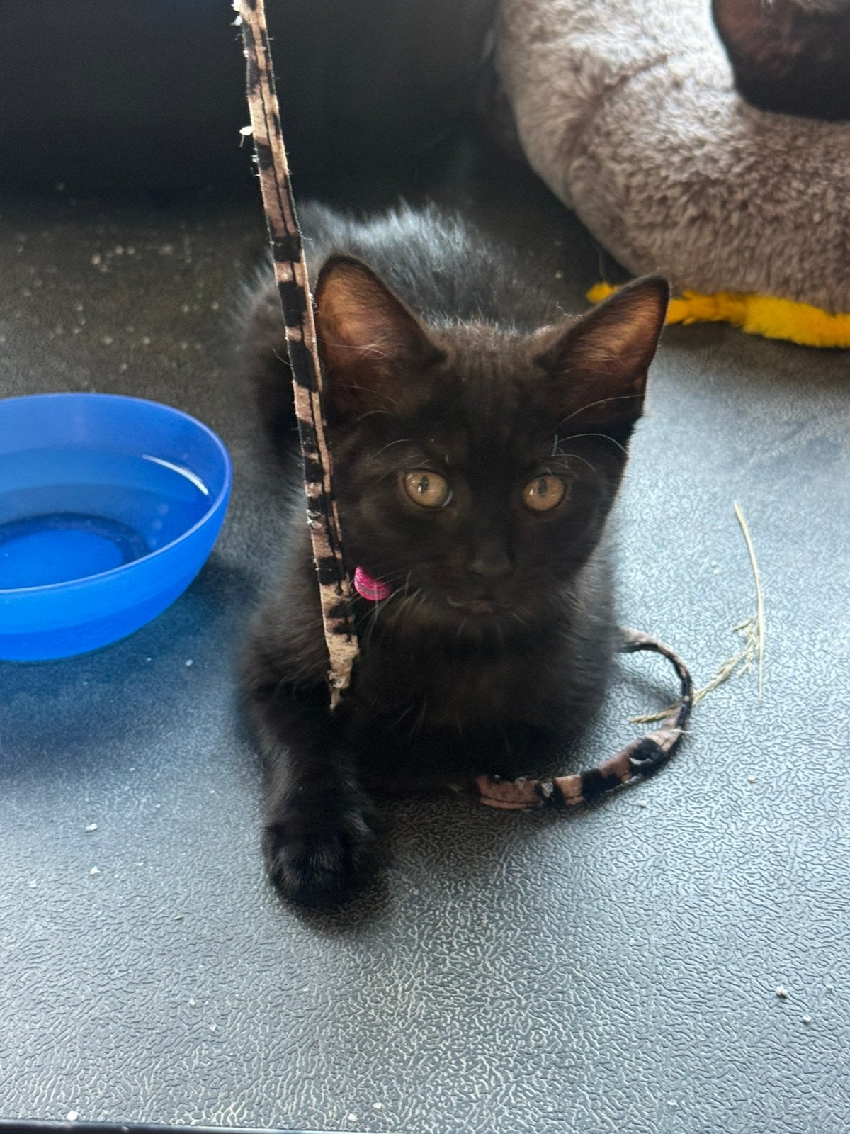 Twee lieve speelse kittens, Dieren en Toebehoren, Katten en Kittens | Raskatten | Korthaar, Poes, Ontwormd, 0 tot 2 jaar