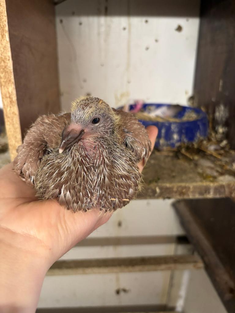Jonge laudino/ kruising doffer, Dieren en Toebehoren, Mannelijk, Overige soorten