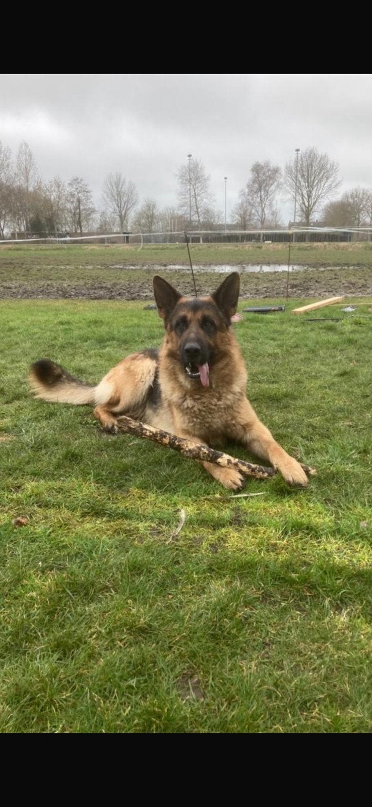Duitse x mechelse herder pups!, Dieren en Toebehoren, 8 tot 15 weken, Parvo, Meerdere, Meerdere dieren