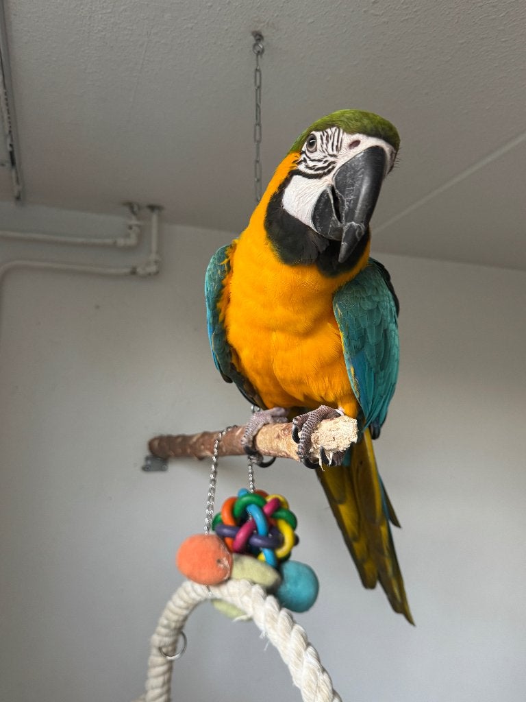 Blauw gele ara (pop, 2024), Dieren en Toebehoren, Vrouwelijk, Papegaai, Tam