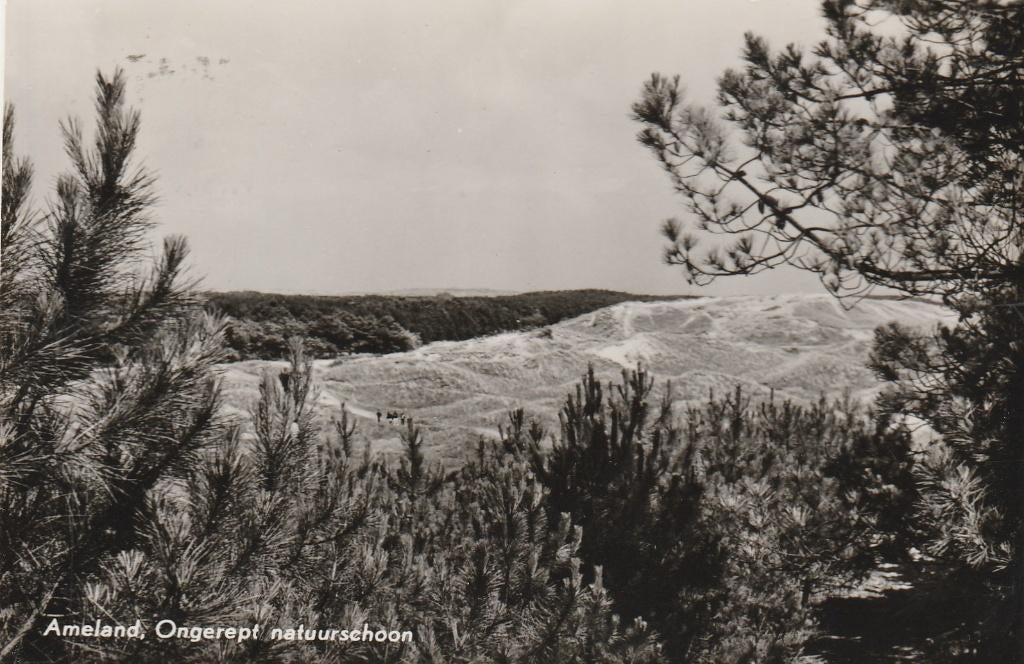 ameland- natuurschoon, Ophalen of Verzenden, 1940 tot 1960, Waddeneilanden