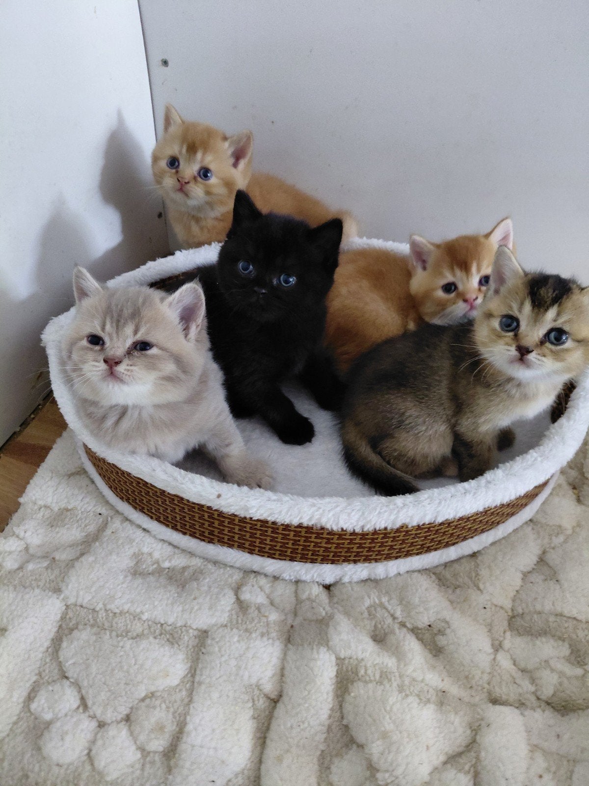 prachtig nestje raszuivere britse korthaar kittens, Meerdere dieren, Ontwormd