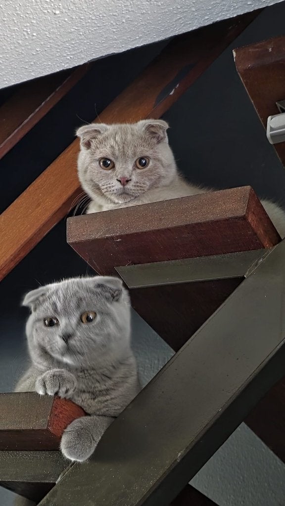 2 britse kat, Dieren en Toebehoren, Kater