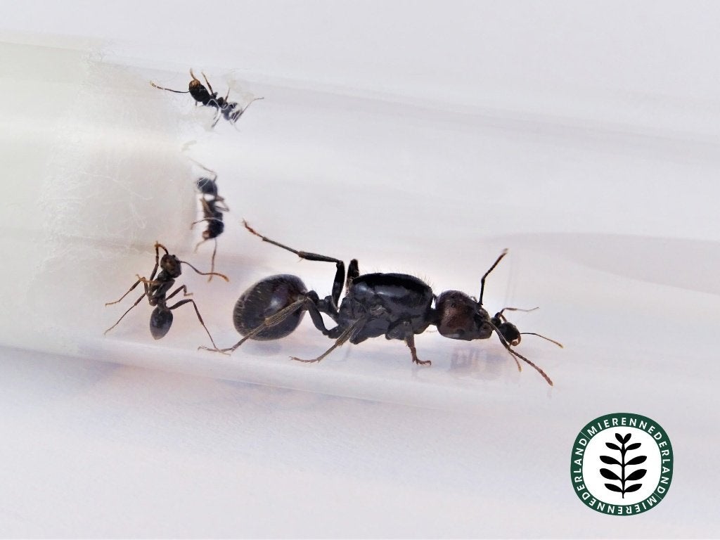 Messor barbarus | Oogstmier I 1-10 werksters I kolonie, Dieren en Toebehoren, Insecten en Spinnen, Bijen