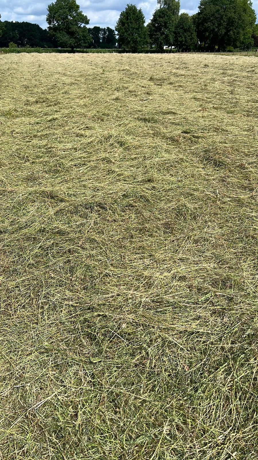 Midi balen hooi, Ophalen, Vee