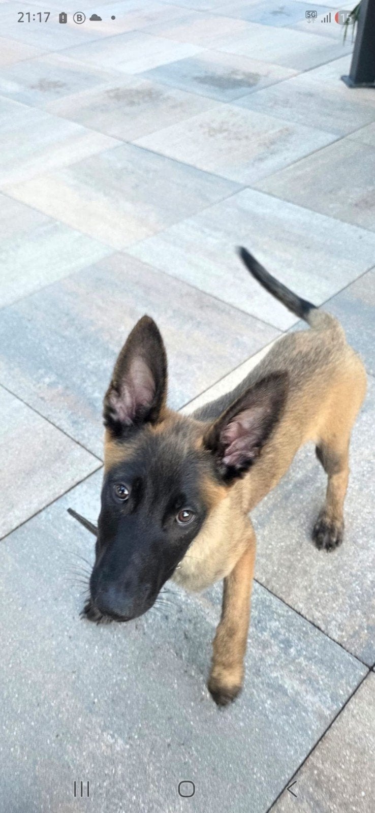 Te koop xmechelse herder teef, 15 weken tot 1 jaar, Teef, Parvo, Eén hond