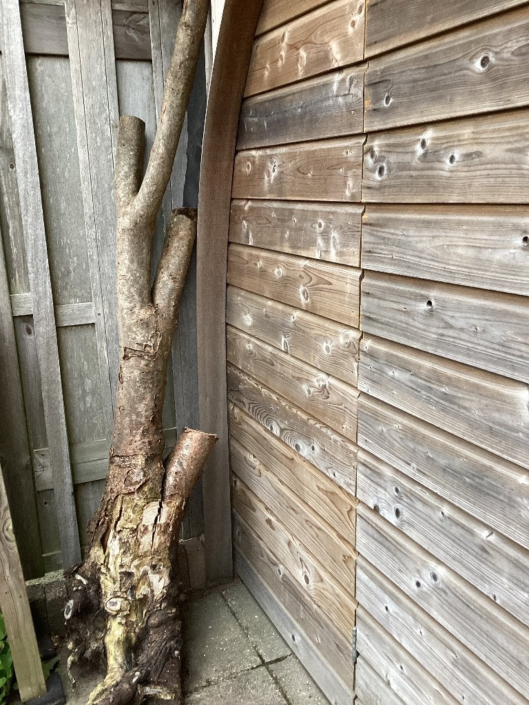 Hout Gouden Regen voor houtdraaien, Ophalen, Overige typen, Nieuw, 50 mm of meer