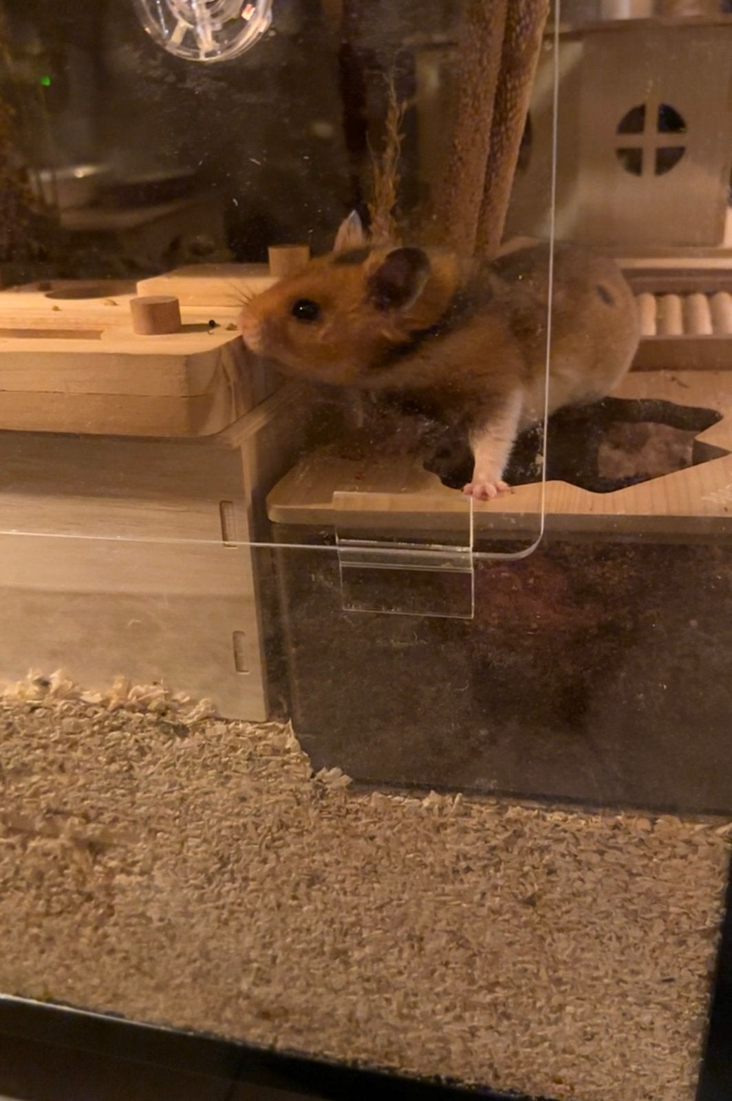 Goudhamster inclusief kooi en toebehoren, Dieren en Toebehoren, Knaagdieren en Konijnen | Hokken en Kooien, Kooi, Zo goed als nieuw