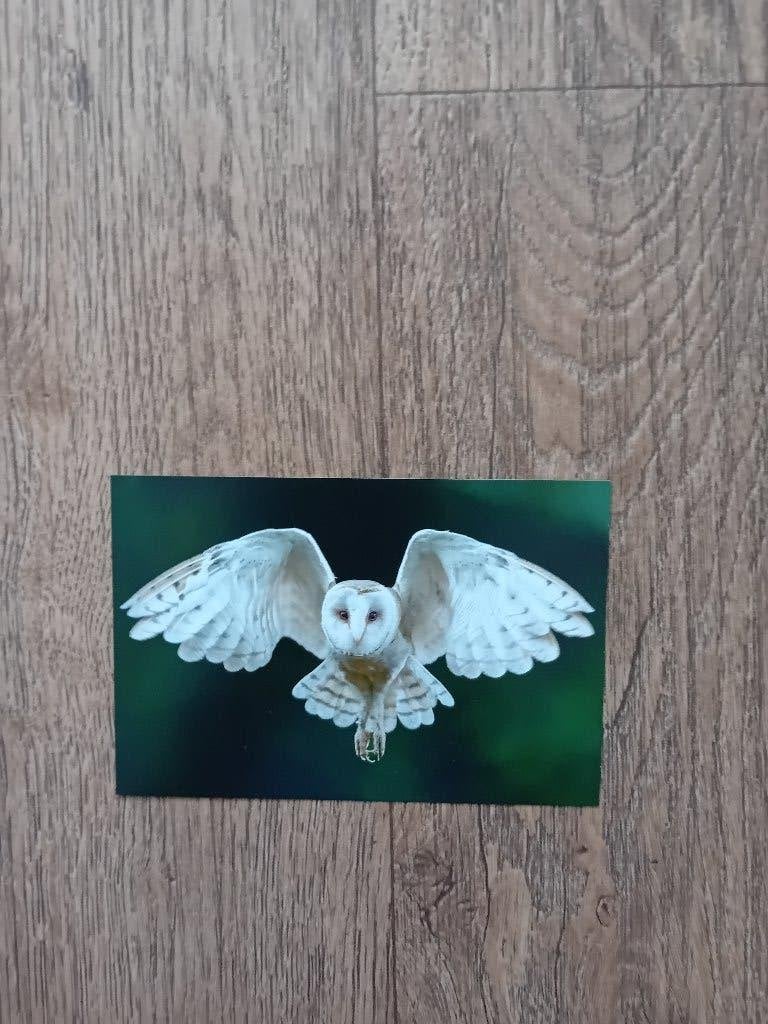 Ansichtkaart - Uil, Ophalen of Verzenden, 1980 tot heden, Ongelopen, Vogel