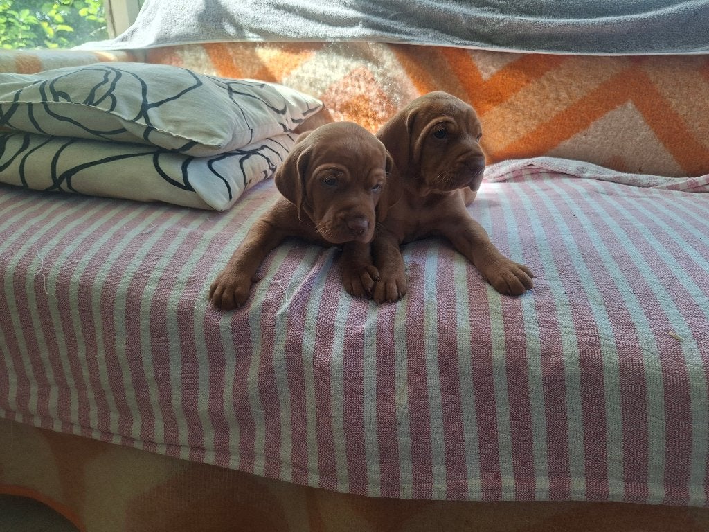 Mooie Vizsla pups korthaar, Dieren en Toebehoren, Nederland, Overige rassen, 8 tot 15 weken, CDV (hondenziekte)