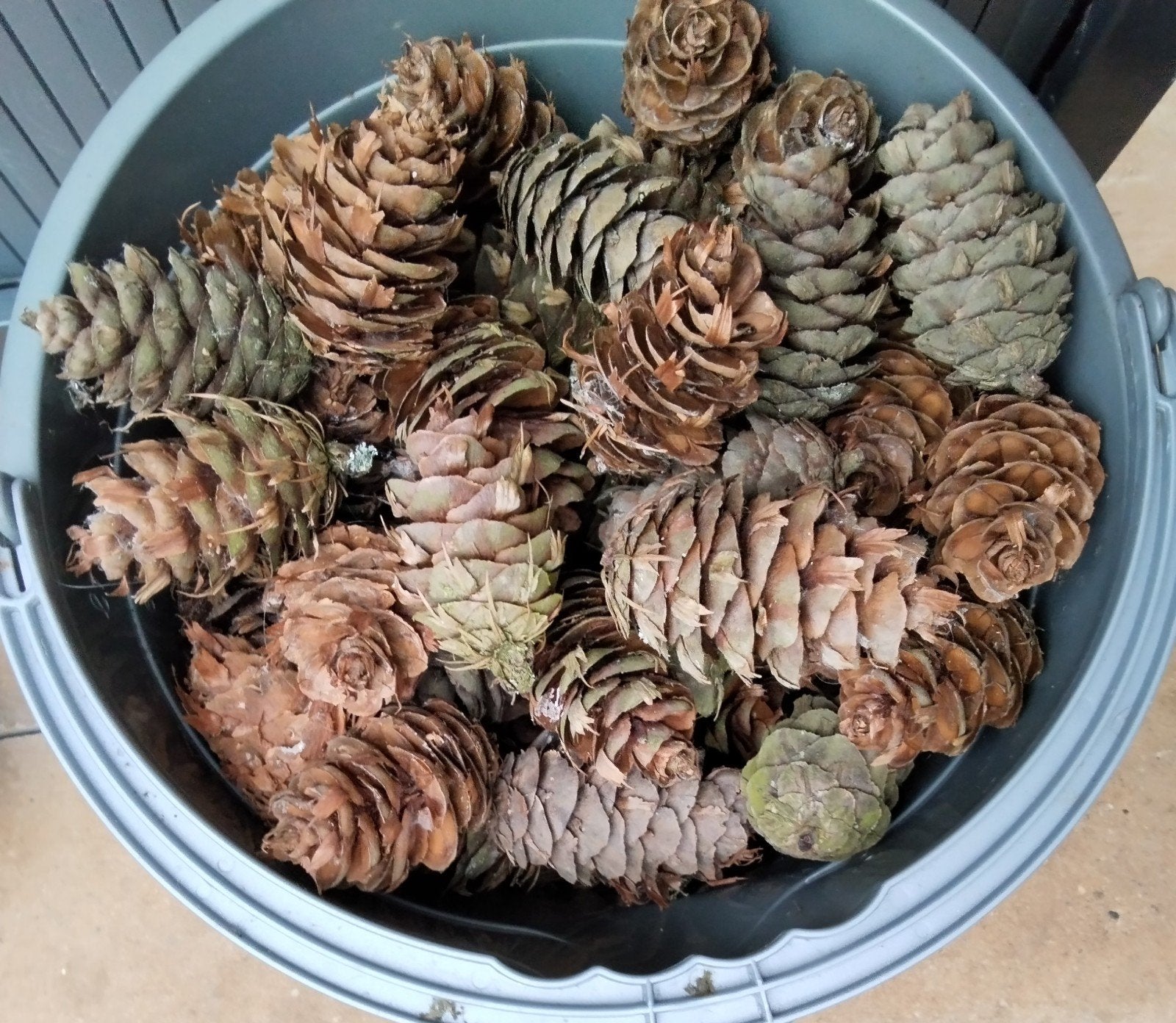 115 droge douglas dennenappels - Decoratie en knutselmateria, Huis en Inrichting, Ophalen of Verzenden
