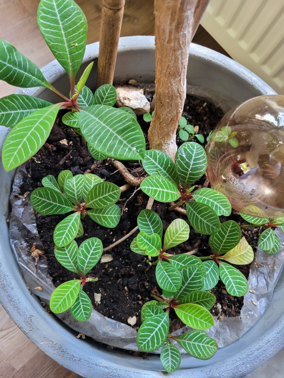 Stekje(s) Madagascar Jewel, Huis en Inrichting, Kamerplanten, Groene kamerplant, Ophalen, Overige soorten, Halfschaduw