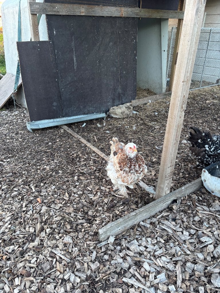 Brahama’s, Meerdere dieren, Kip