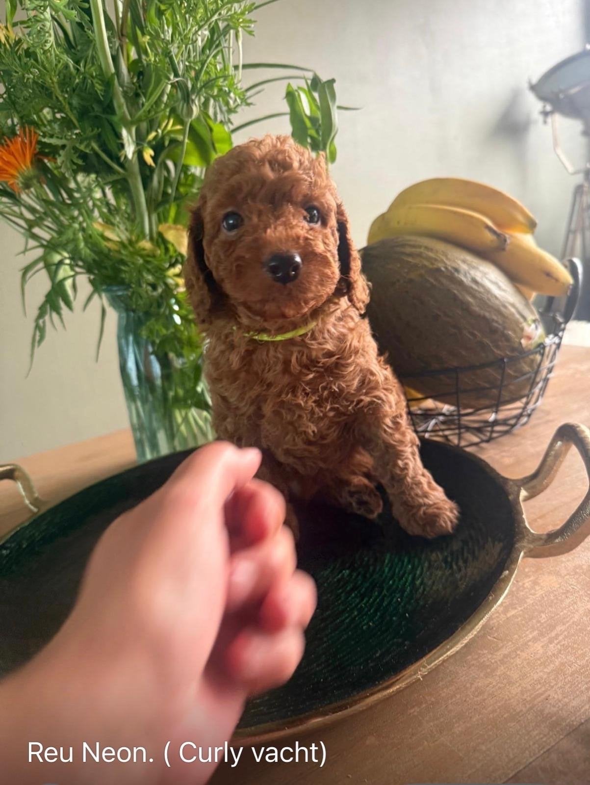 Mini Australian labradoedel, Dieren en Toebehoren, Reu, 8 tot 15 weken, Parvo, Meerdere