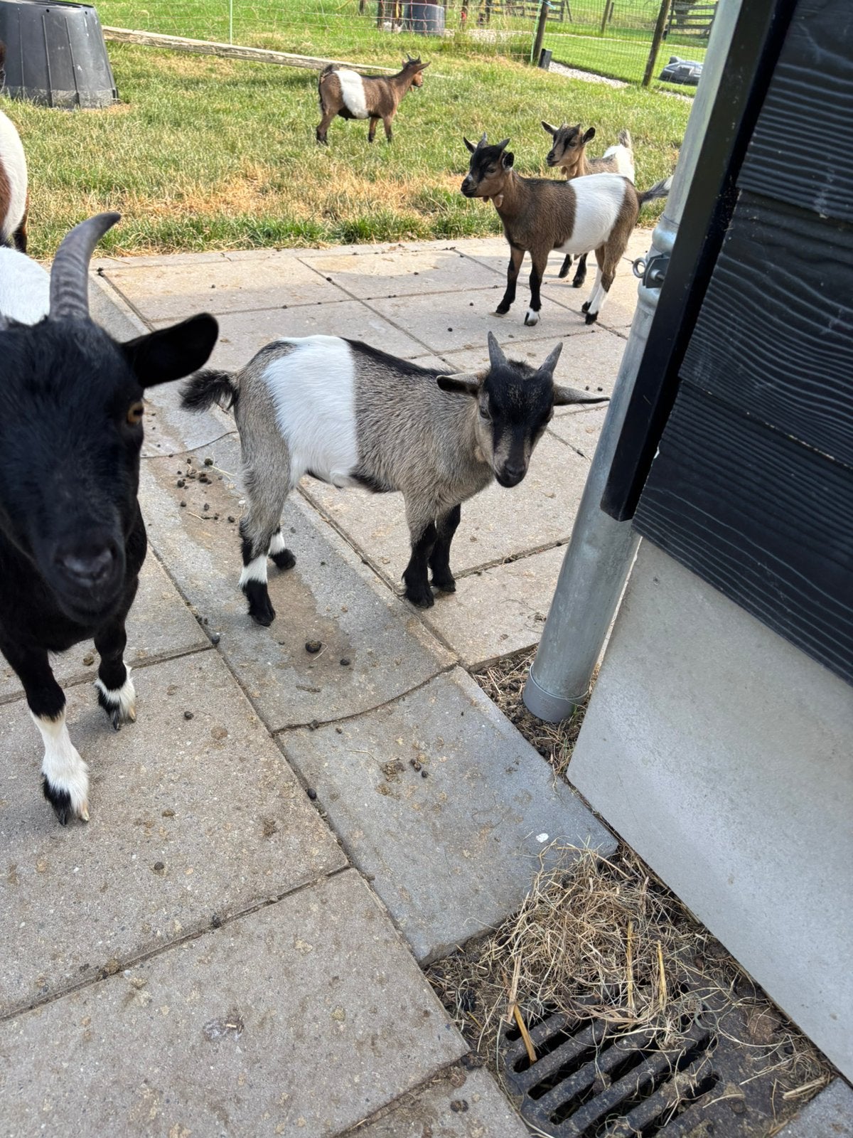 Bruine lakenvelder bok, Dieren en Toebehoren, Schapen, Geiten en Varkens, Mannelijk, Geit, 0 tot 2 jaar