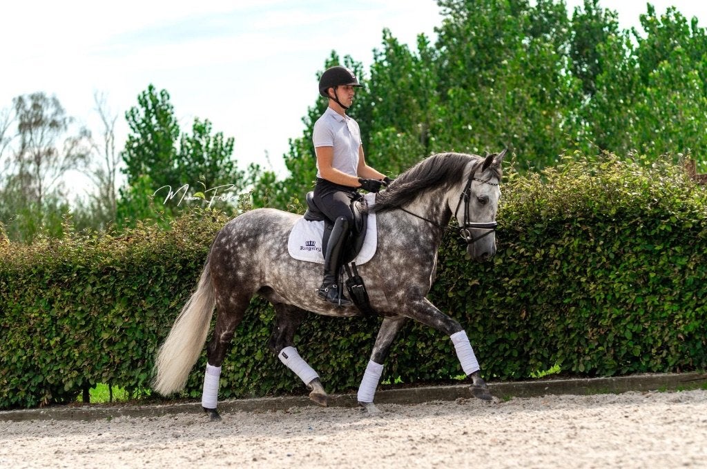 Super brave PRE ruin tekoop, Ruin, 7 tot 10 jaar, Recreatiepaard, Met stamboom