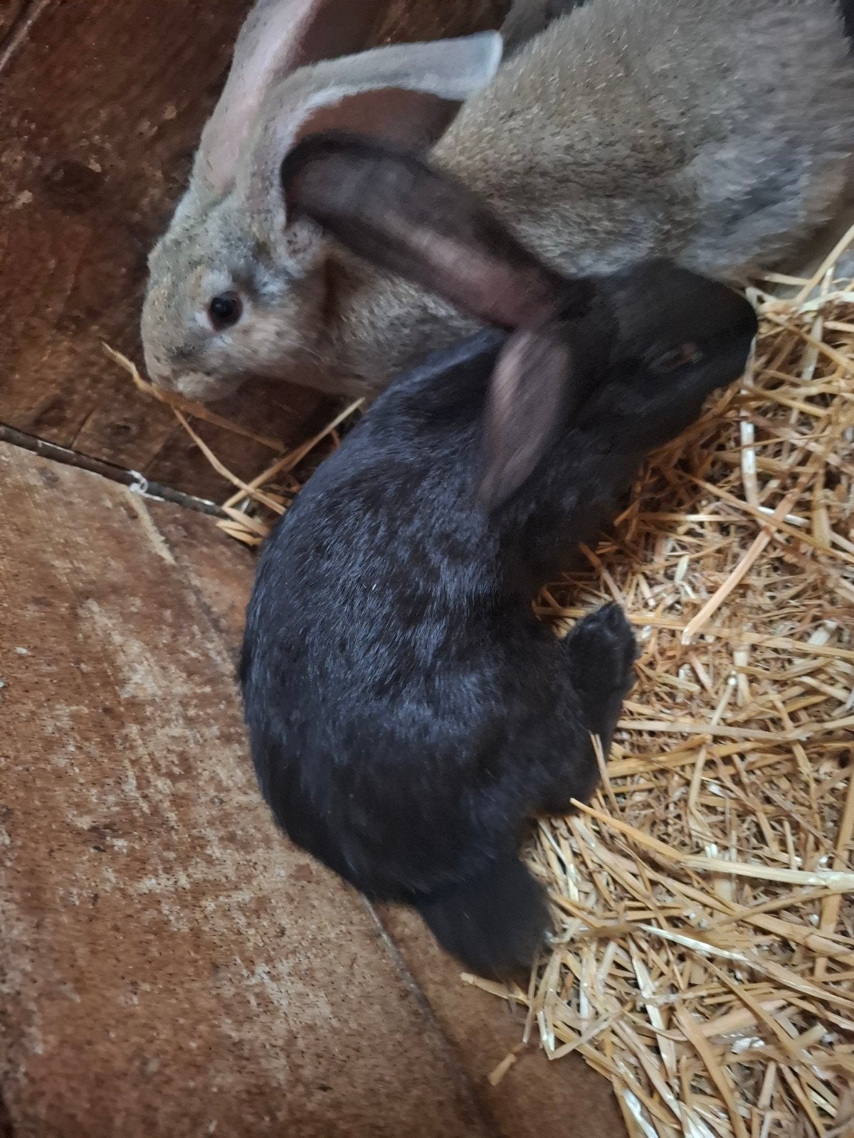 Vlaamse reuzen, Dieren en Toebehoren, Meerdere dieren, Groot, 0 tot 2 jaar