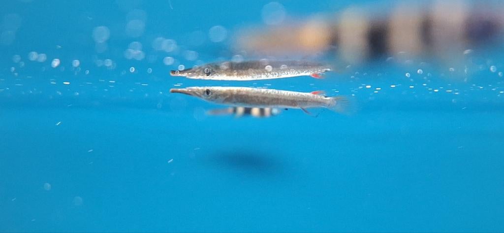 Halfsnavelbekje dermogenys pusilla borealis aquarium vissen, Dieren en Toebehoren, Vissen | Aquaria en Toebehoren, Ophalen of Verzenden