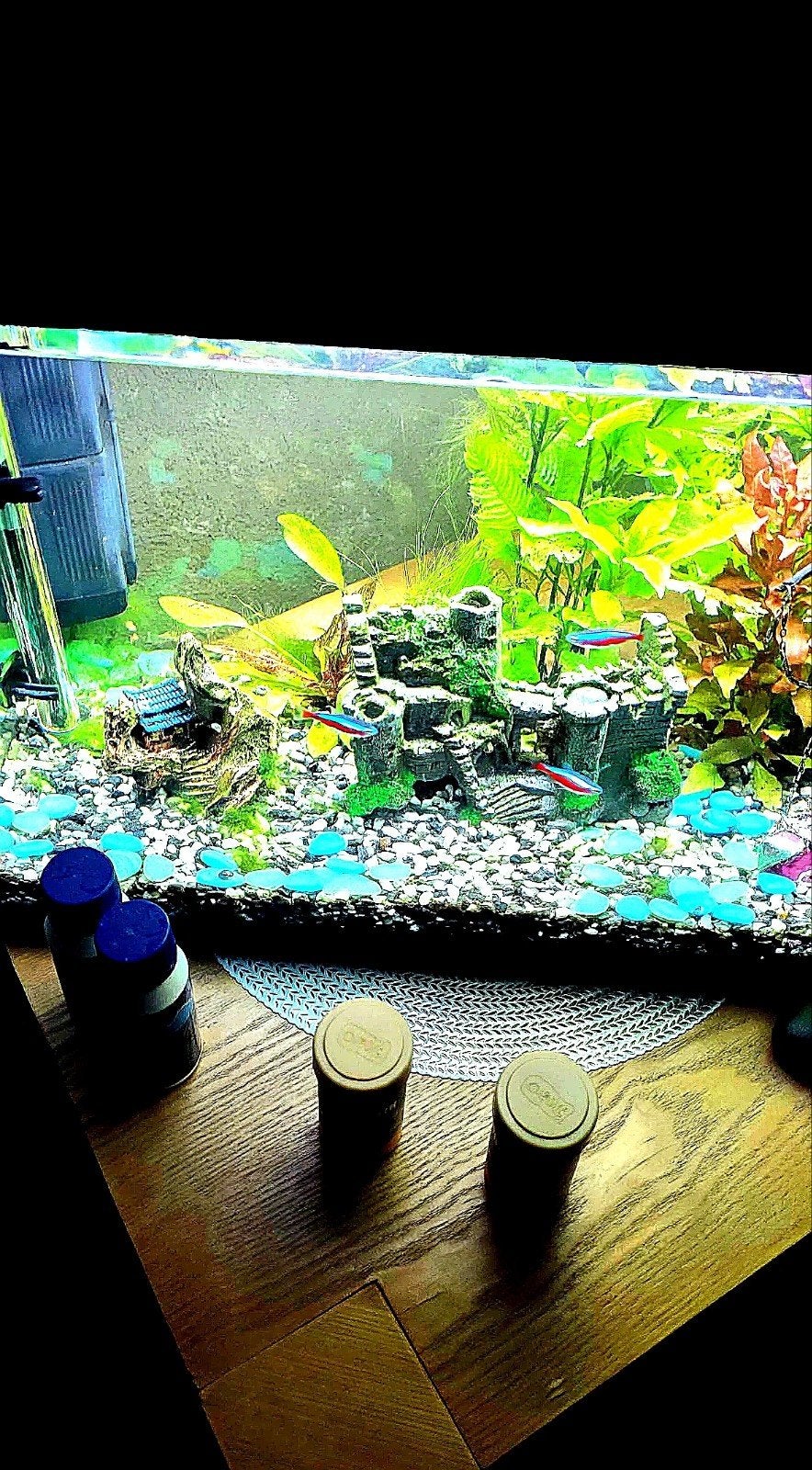 guppies te koop, Dieren en Toebehoren, Vis, Zoetwatervis