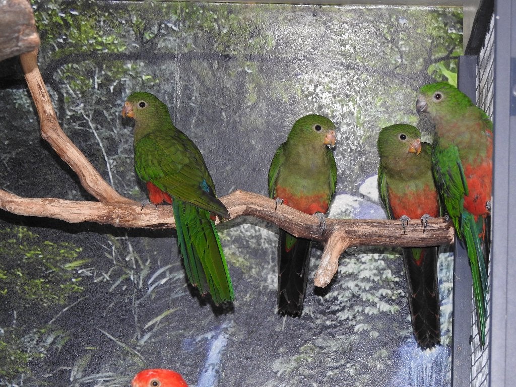 jonge koningsparkieten, Dieren en Toebehoren, Meerdere dieren, Parkiet, Geringd