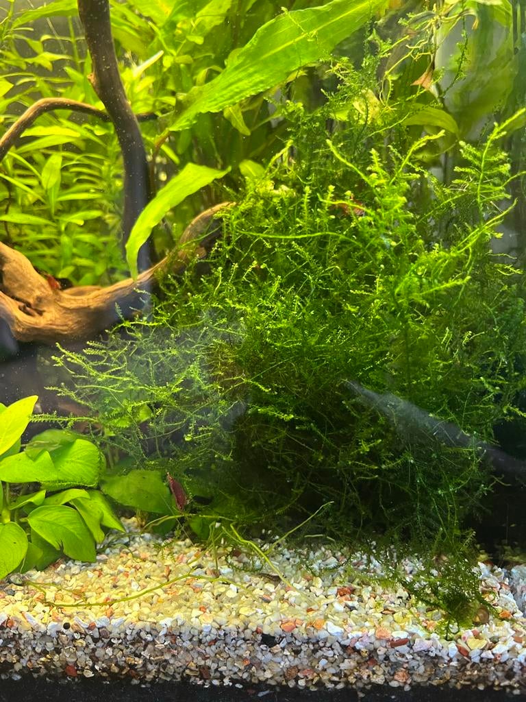 Javamos, Dieren en Toebehoren, Vissen | Aquaria en Toebehoren, Ophalen, Plant(en), Steen of Hout