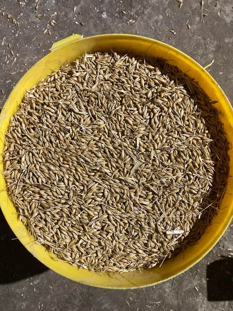 Graan, Gerst Maïs te koop. Hele korrels of gemalen, Dieren en Toebehoren, Dierenvoeding, Ophalen of Verzenden