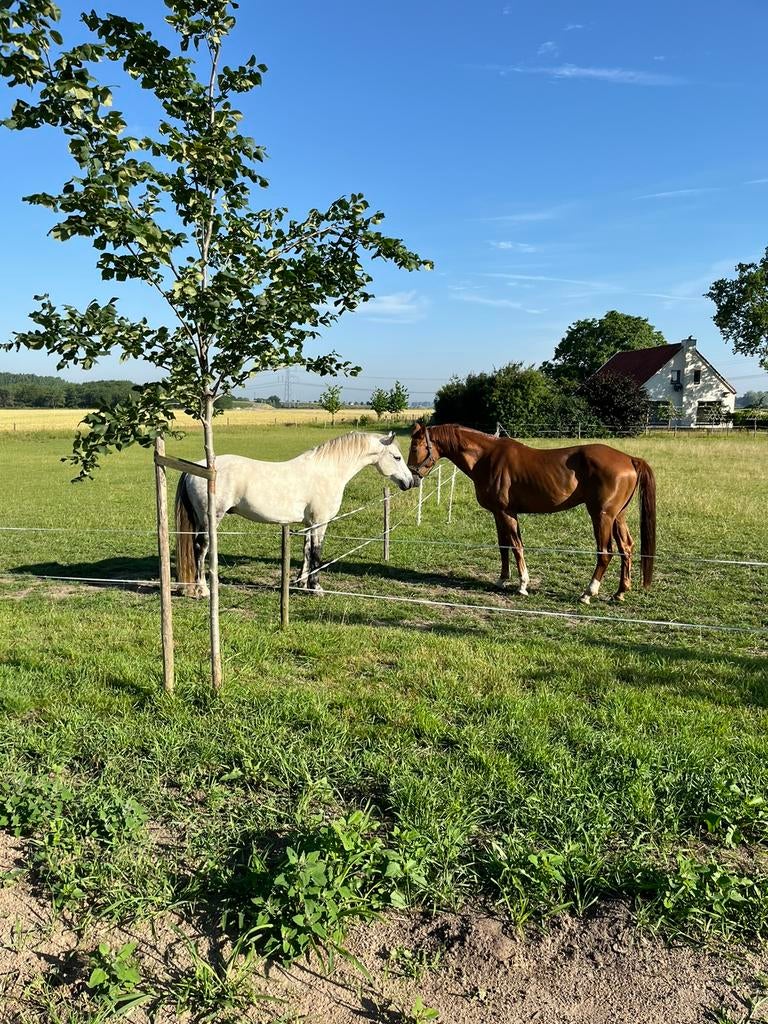 Stalling en weidegang aangeboden, Weidegang, 1 paard of pony
