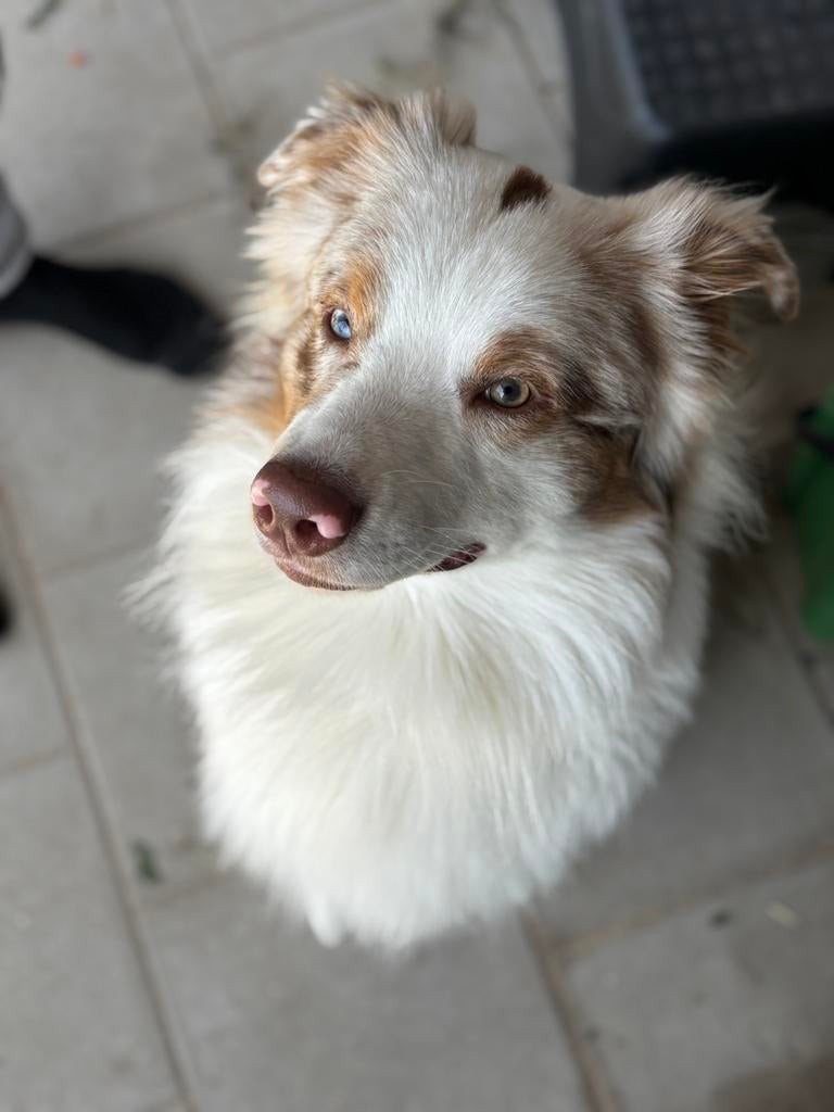 Australian shepherd dekreu redmerle, Dieren en Toebehoren, Reu, 1 tot 2 jaar, Parvo, Eén hond