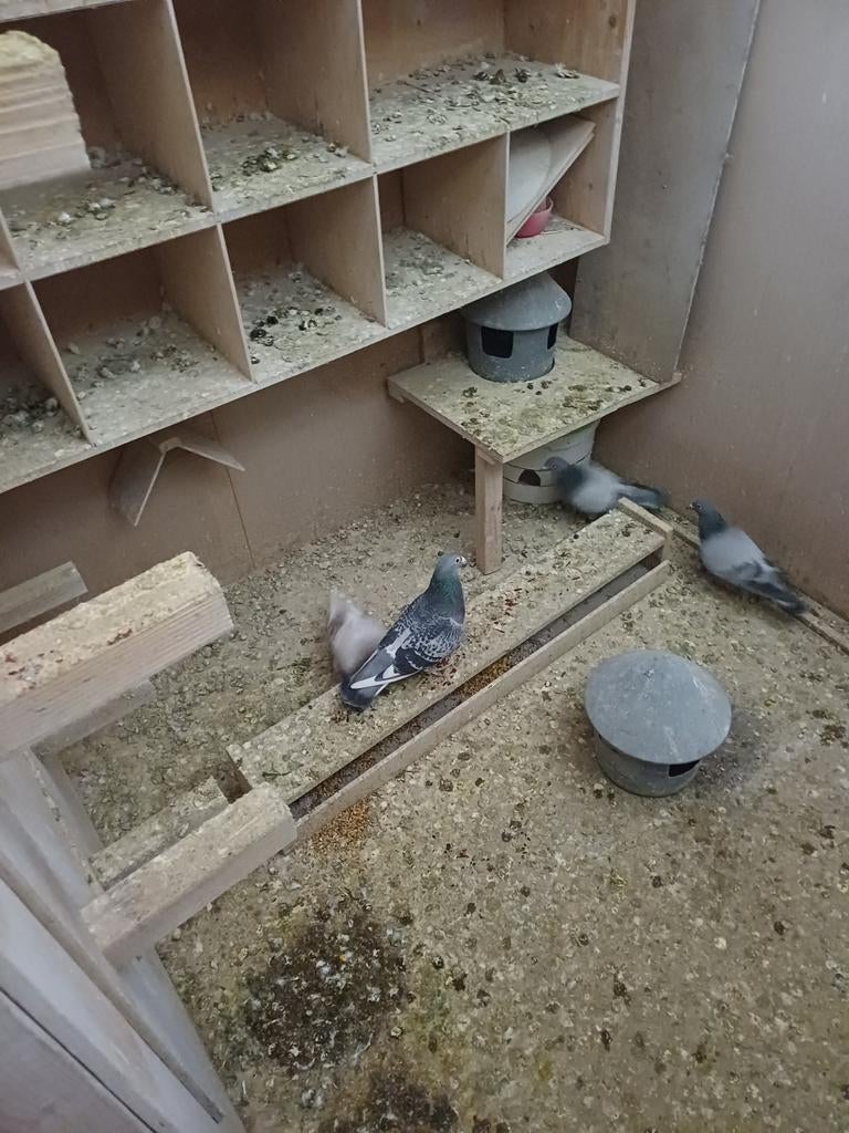 Postduiven(plezierduiven), Dieren en Toebehoren, Vogels | Duiven