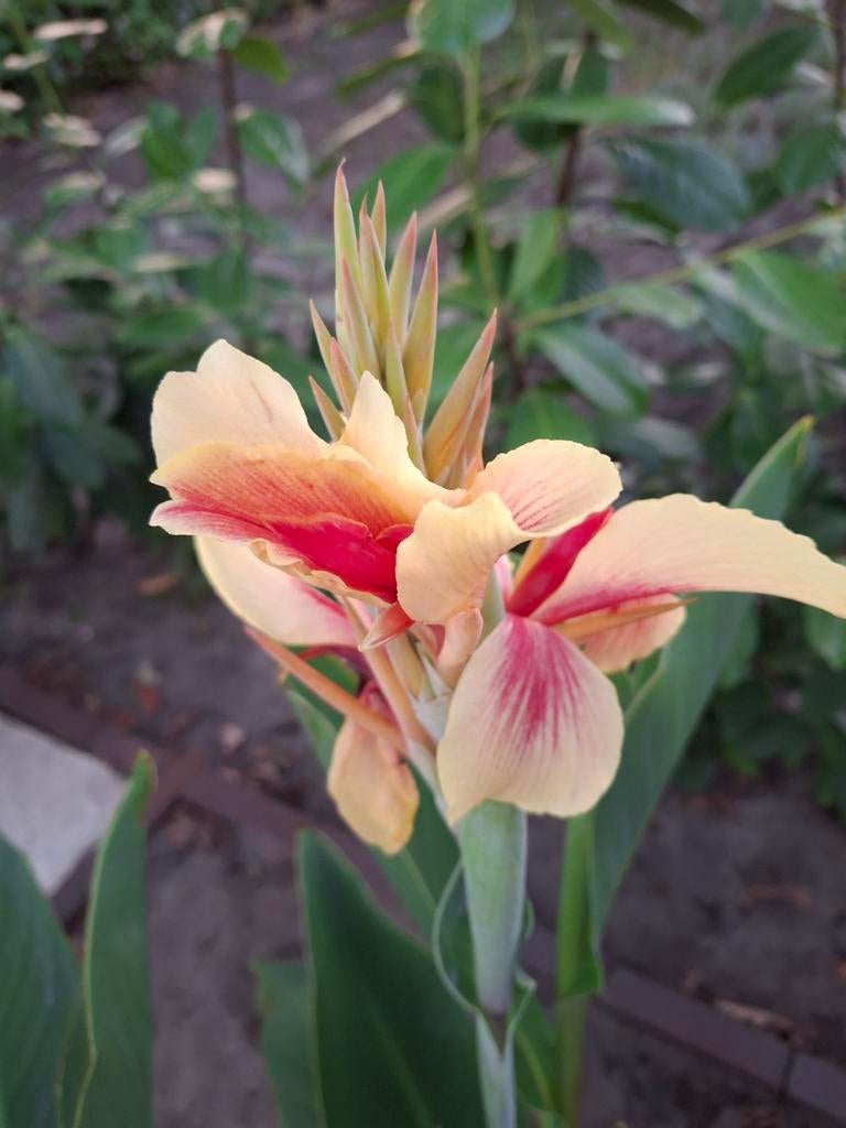Canna zaden - 20 soorten, Ophalen of Verzenden, Volle zon