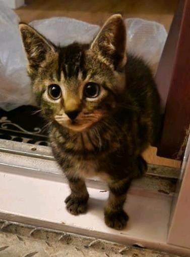 Wij zijn op zoek naar een kitten die lijkt op onze kater, Kater, 0 tot 2 jaar