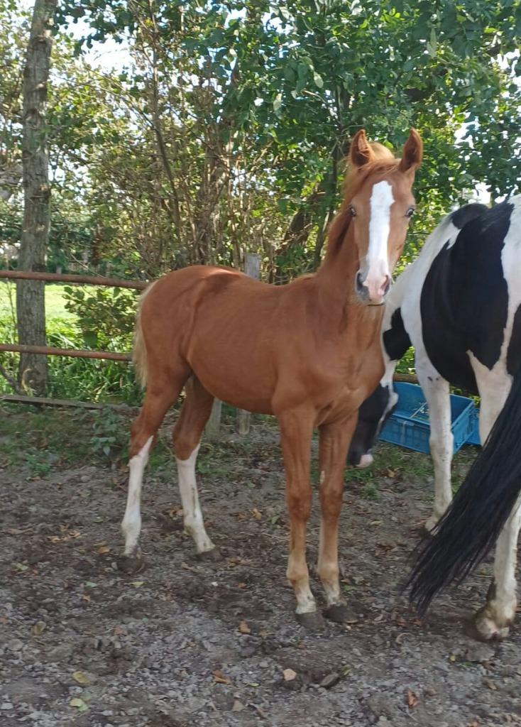 Gelderse 1 jr hengsten en een 14 jr merrie zwartbles 4 x wit, Dieren en Toebehoren, Paarden, Minder dan 160 cm, Met stamboom, 0 tot 2 jaar