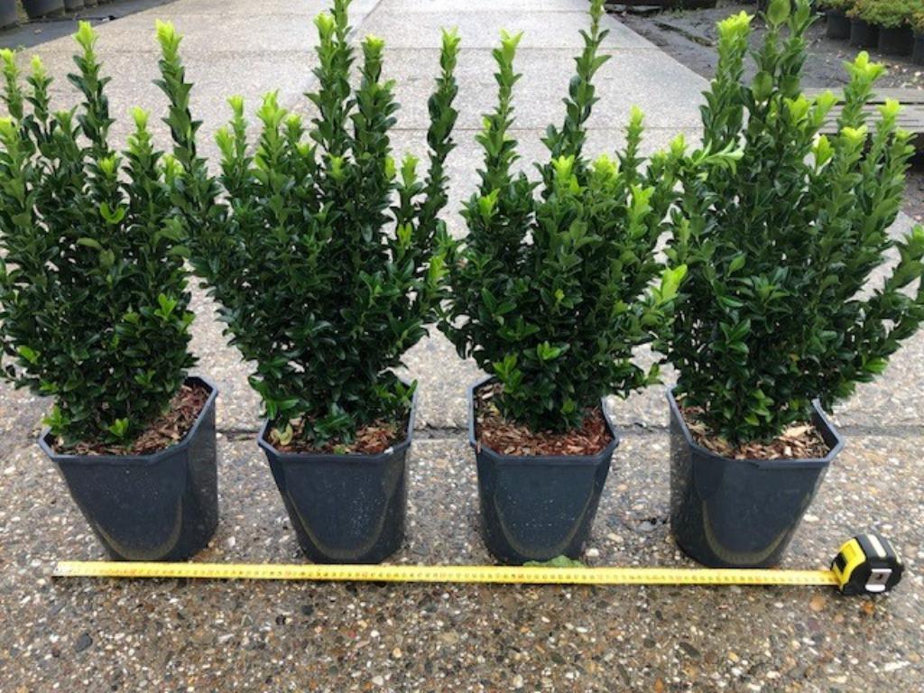 Buxus vervanger, Kardinaalsmuts, Euonymus 'Green Spire'