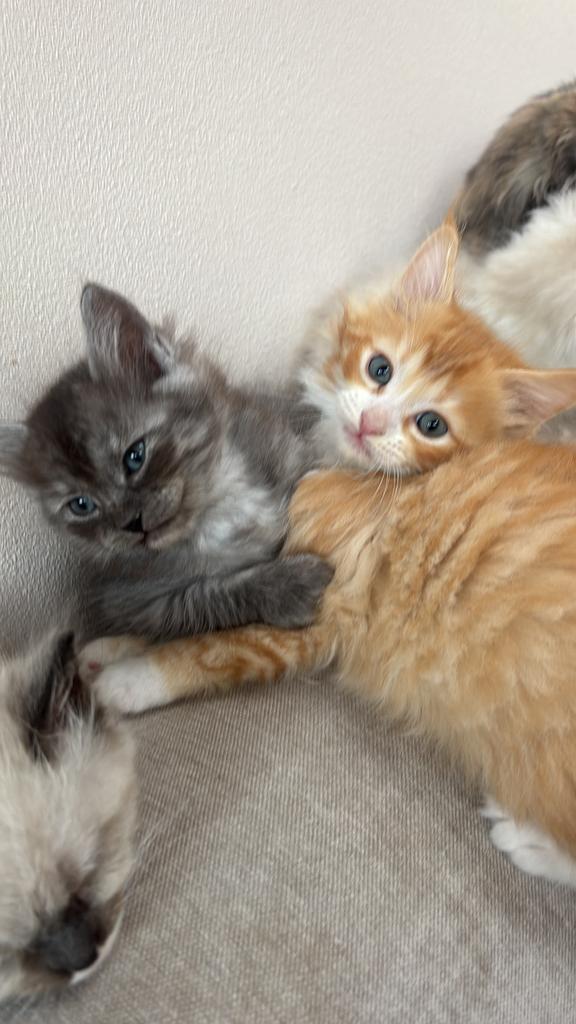 Foto 17 van Ragdoll DNA GETEST(dekkater)NIET TE KOOP