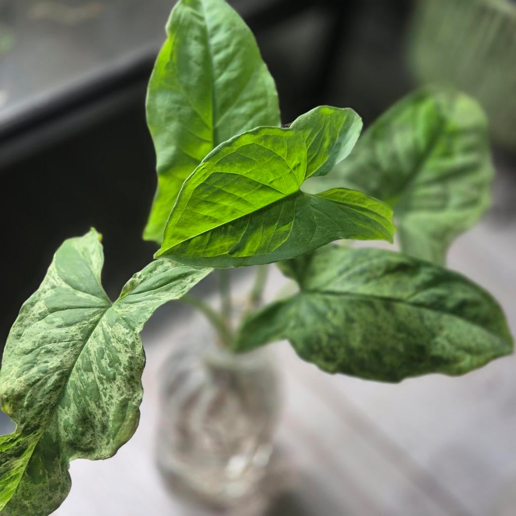 Syngonium mottled mojito reverted, Ophalen of Verzenden, Halfschaduw, Minder dan 100 cm