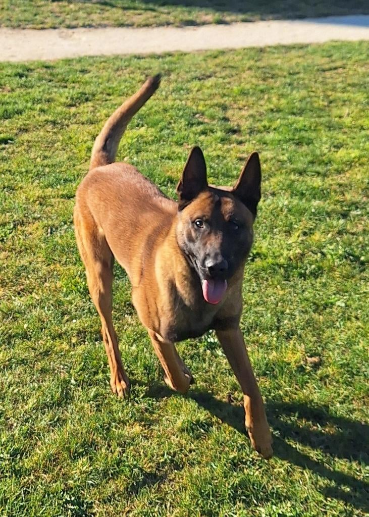 Staat ter dekking Mechelse Herder dekreu, Dieren en Toebehoren, Honden | Dekreuen, Reu, 1 tot 2 jaar, Parvo, Eén hond