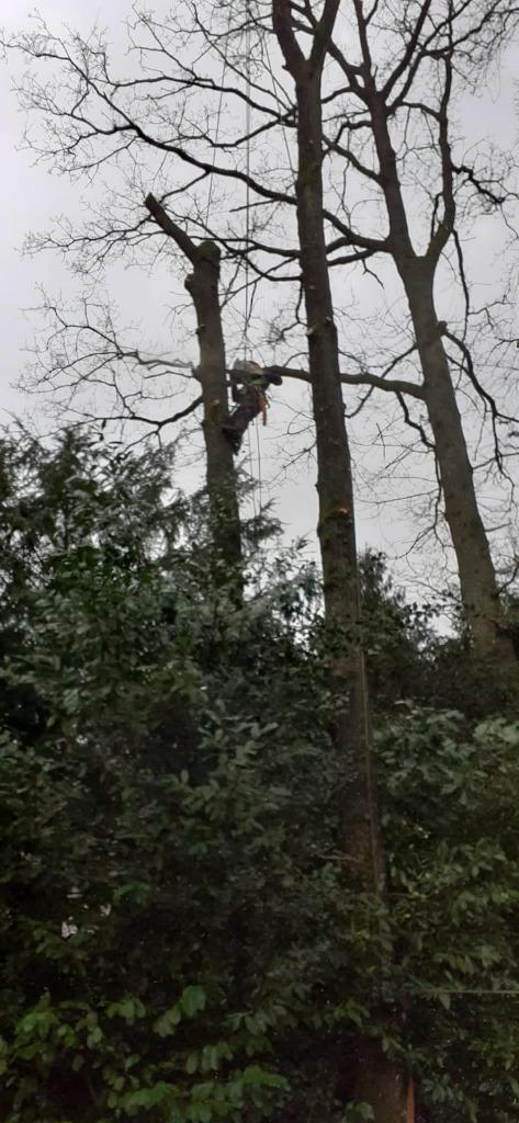 Boomverzorging, Garantie, Tuinonderhoud of Snoeiwerk
