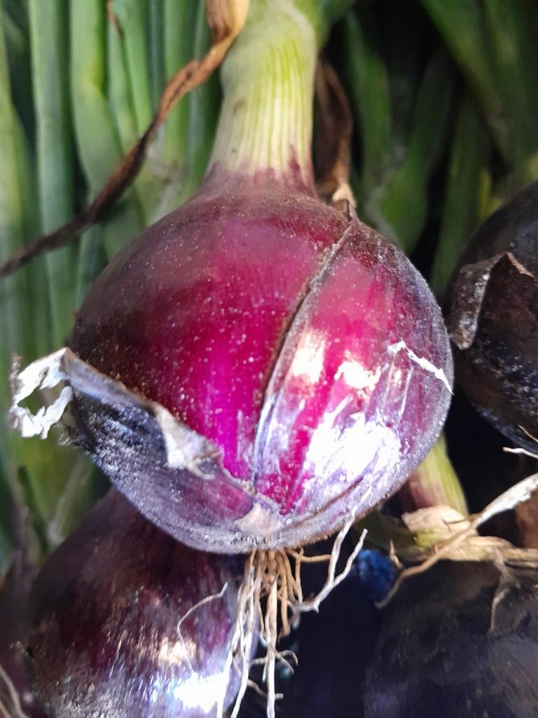 Aardappelen - uien! Handelsprijzen, Ophalen of Verzenden